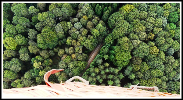 Looking directly down out of the hot air balloon basket onto what looks just like broccoli but they are actually trees!