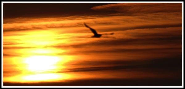 Stripy sunset with lone bird
