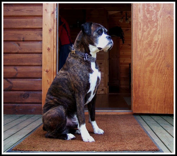 Bruce sitting on guard on the porch of the log cabin