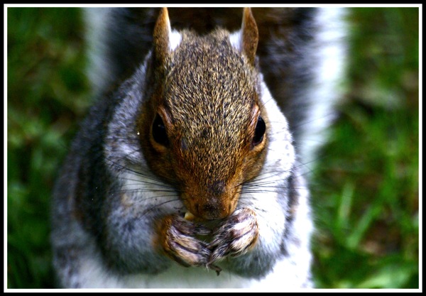 A close up shot of a squirrel eating a mini cheddar whilst looking into the camera.