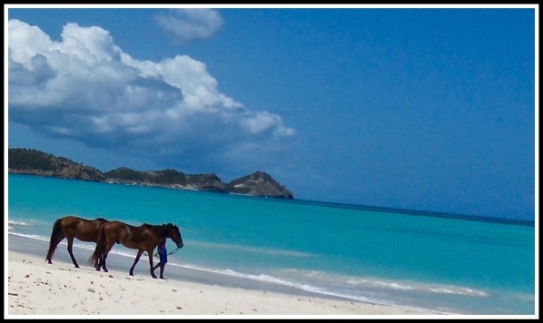 A couple of horses on the left walking across the amazing beach