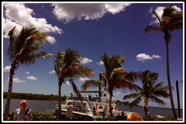 Paddle boats and palm trees