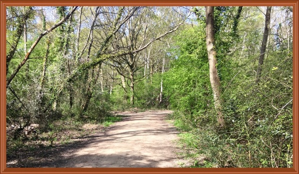 Local nature reserve woods 1